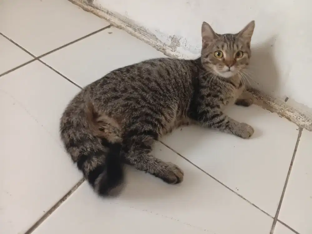 Bsh pure taby jantan usia 10bulan