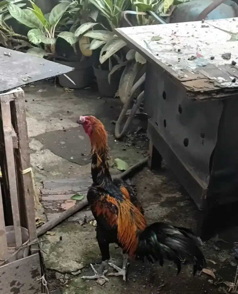 Jual ayam pelung jantan