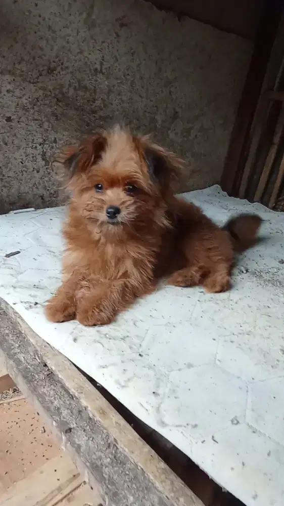 Jual cepat murah anjing/ dogy