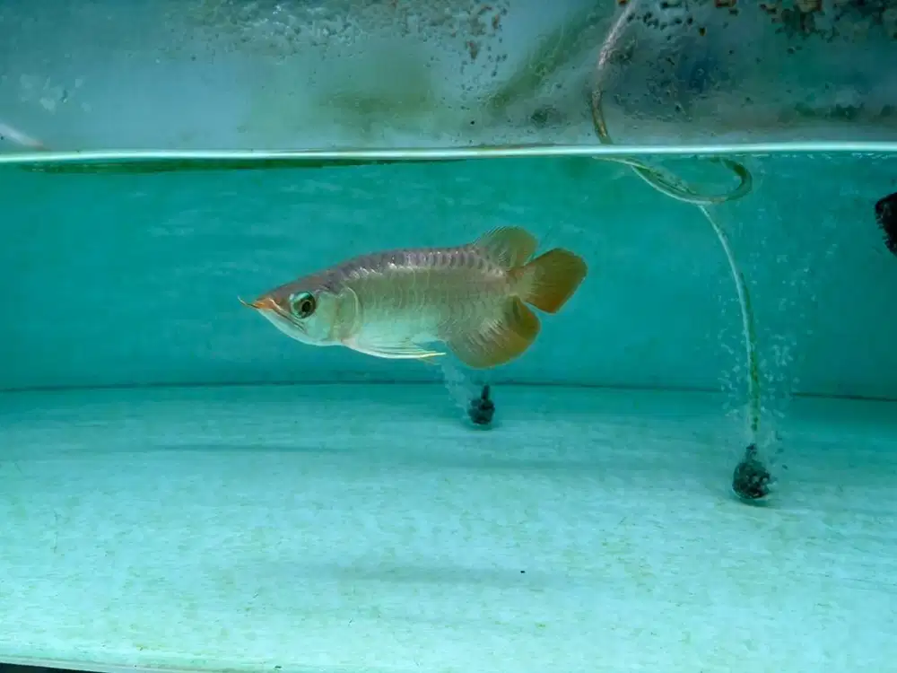 Arwana SR SB super red short body Kalimantan 17cm