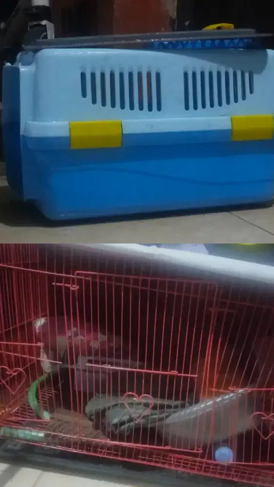 kandang kucing dan pet cargo
