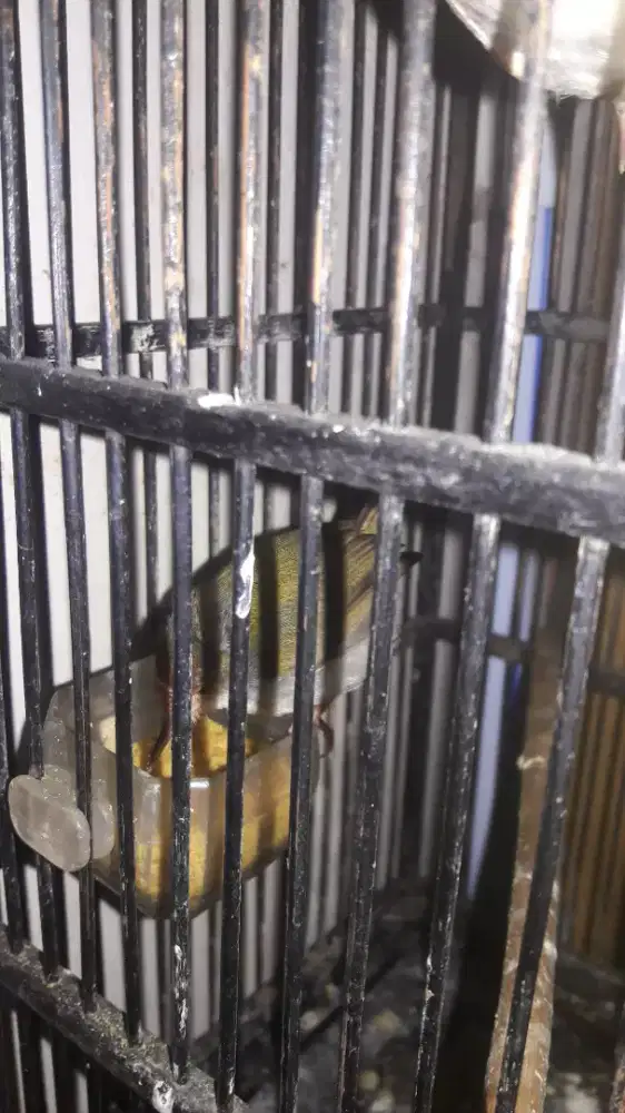 Ciblek semi bunyi purtot