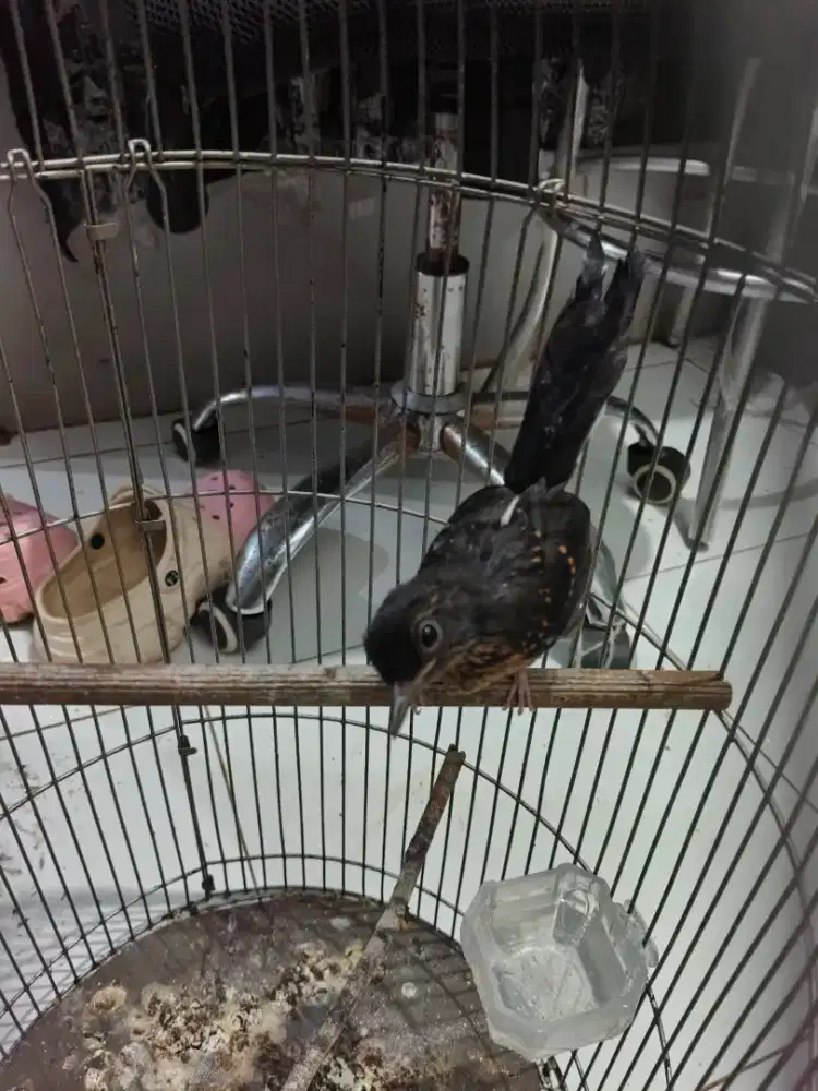 Murai Prediksi Jantan Cetrekan Keras