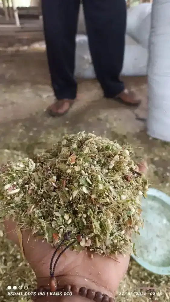 Silase tebon jagong dan rumput pacong dan odot