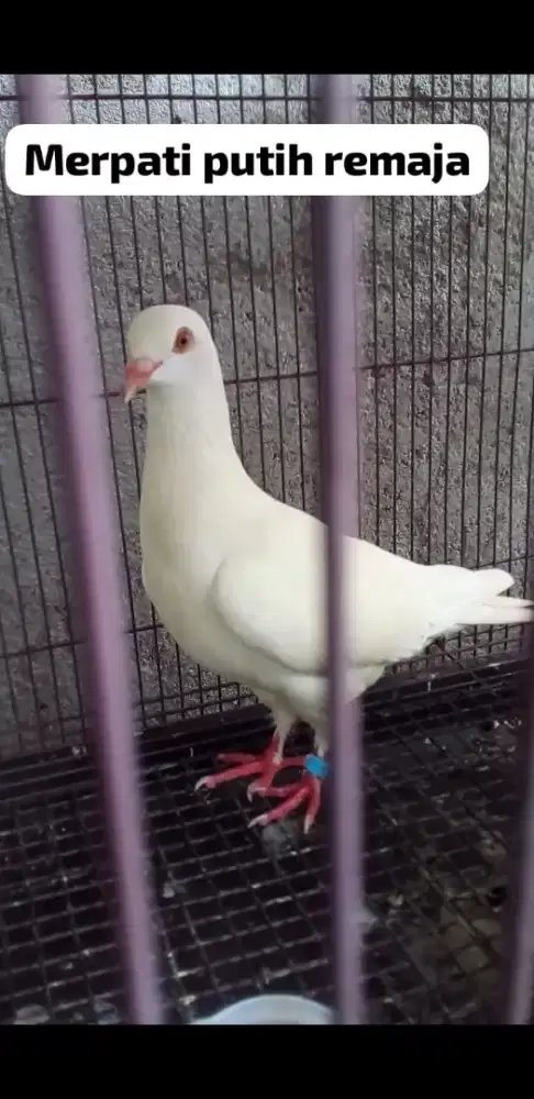 Merpati hias putih