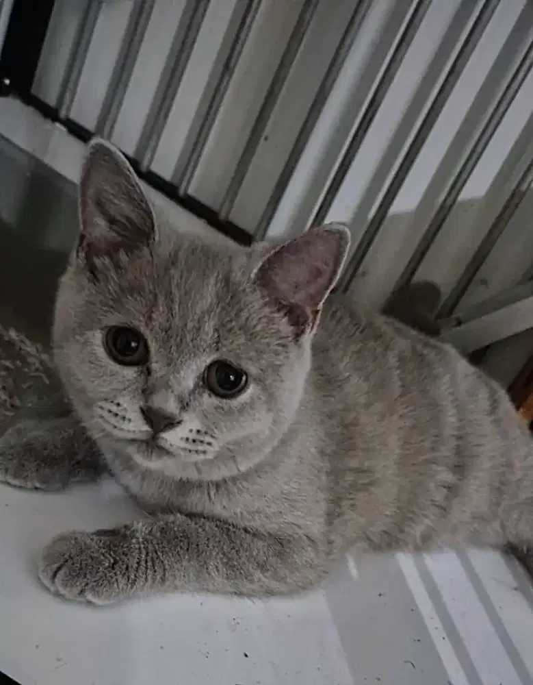 Kucing Brithis Sohrt Hair /BSH