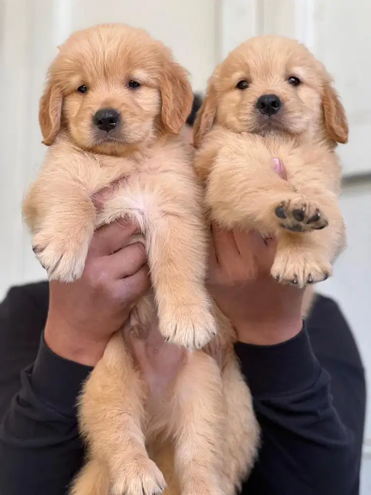 Anjing / puppies golden betina cute