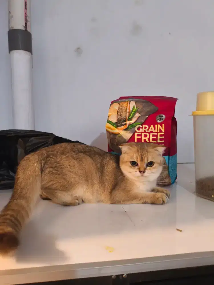 Scottish Fold x British Shorthair All Parents Pedigree lepas Non PED