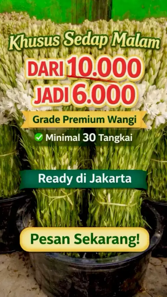 Ready Bunga Sedap Malam Grade A Wangi Segar Minimal 30 Tangkai