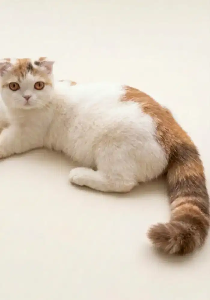 Munchkin Gaelic Fold Calico Cinnamon Line Import