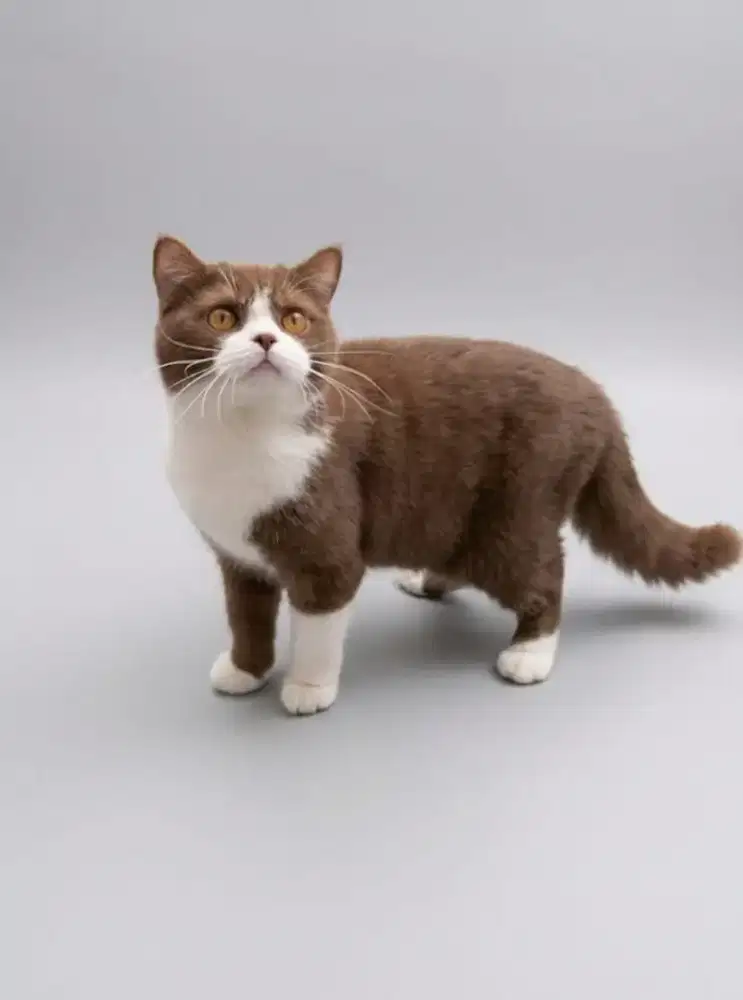 BSH Bico Cinnamon Male Line Import