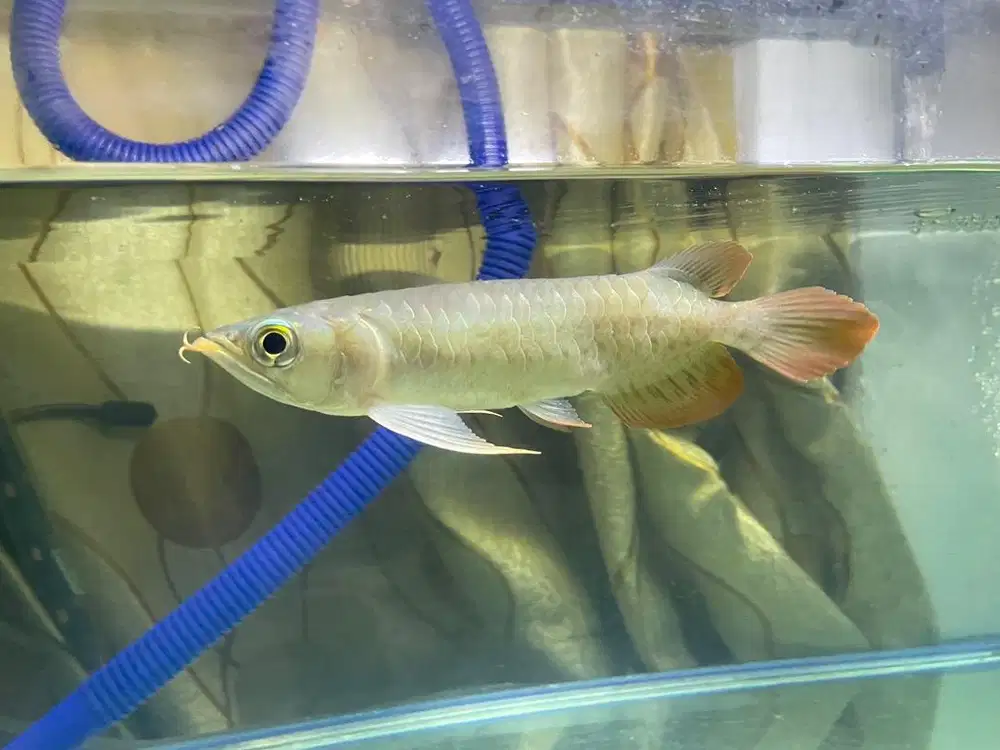 Ikan Arwana Super Red SR