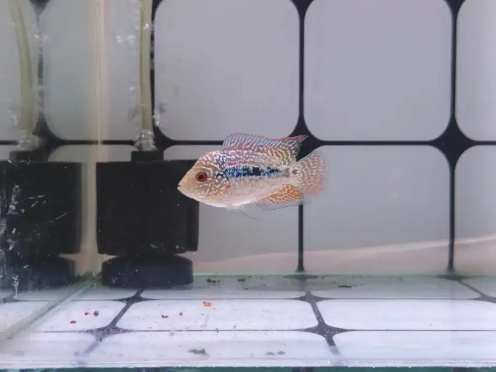 Louhan cencu bahan progres