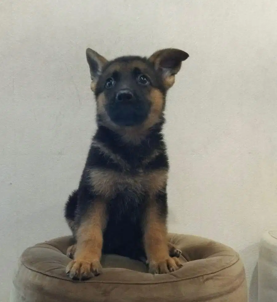 Anjing / puppies herder betina