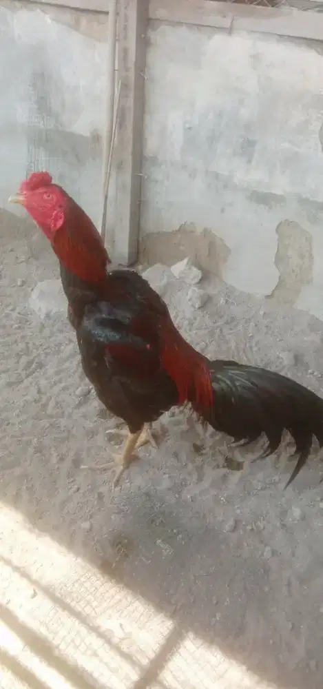 Ayam tekhnik ngalung2