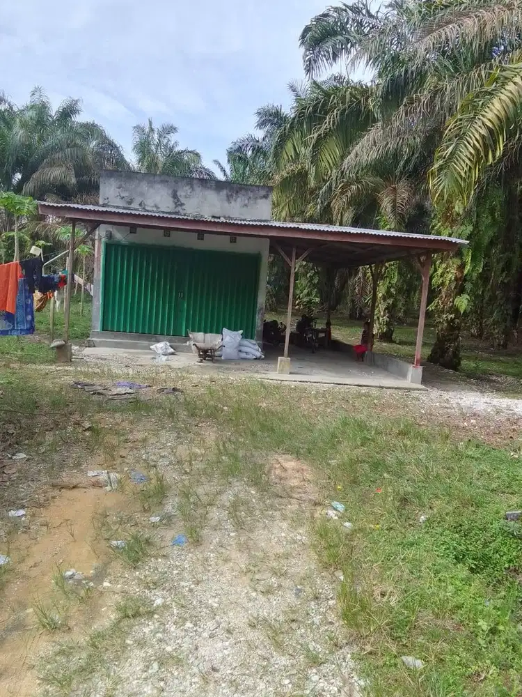 Dijual Tanah Kebun Sawit 3 ha