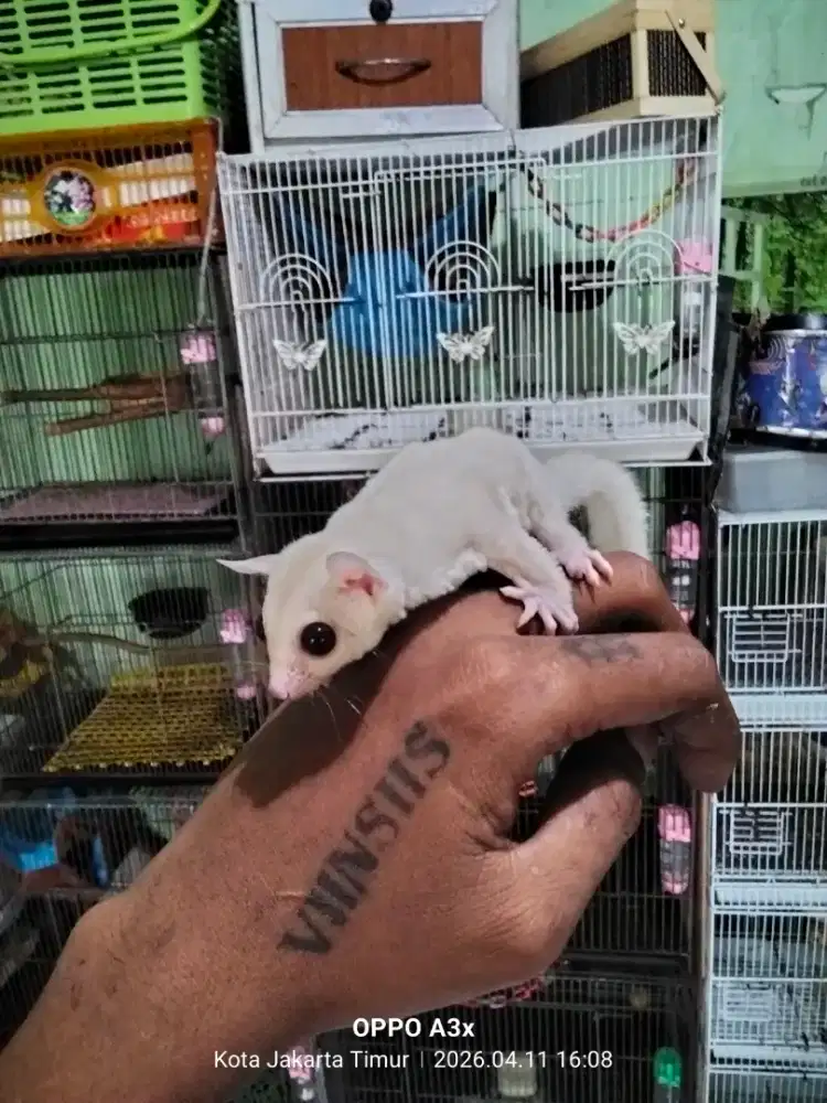 Sugar glider Joy white cream