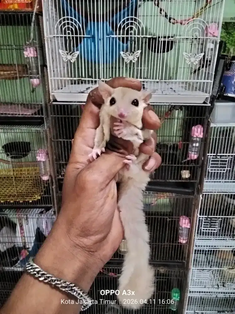 Sugar glider Joy cremino