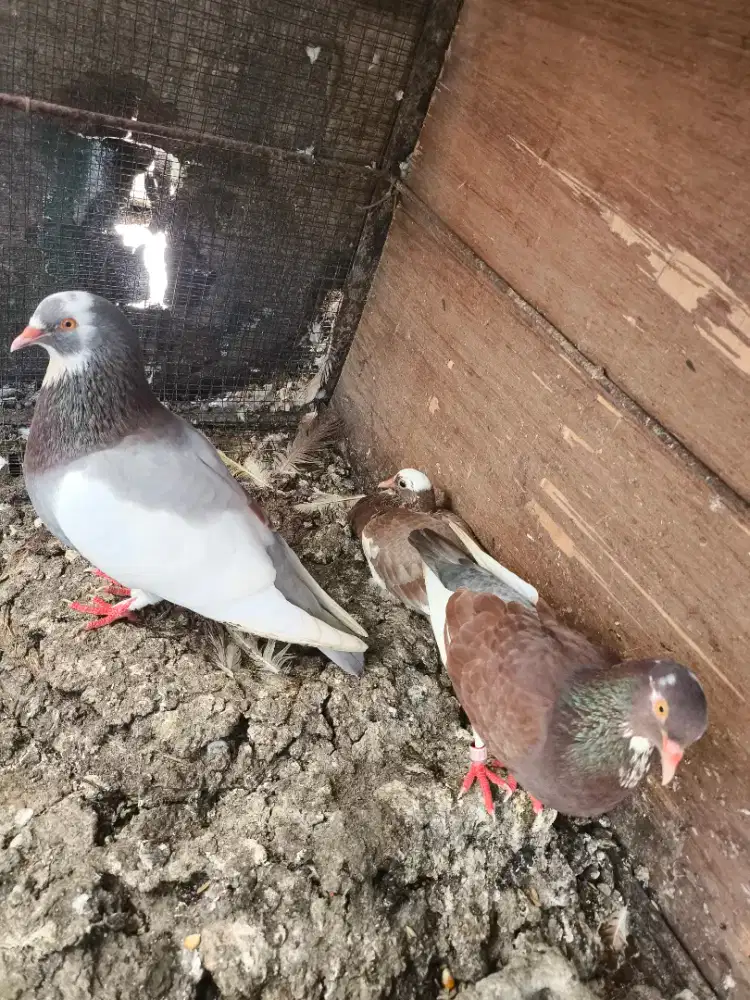 Burung dara sepasang