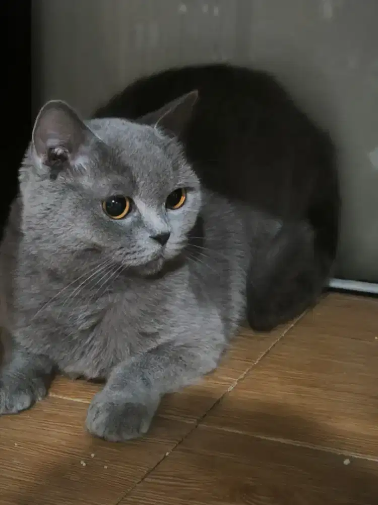 British shorthair indukan