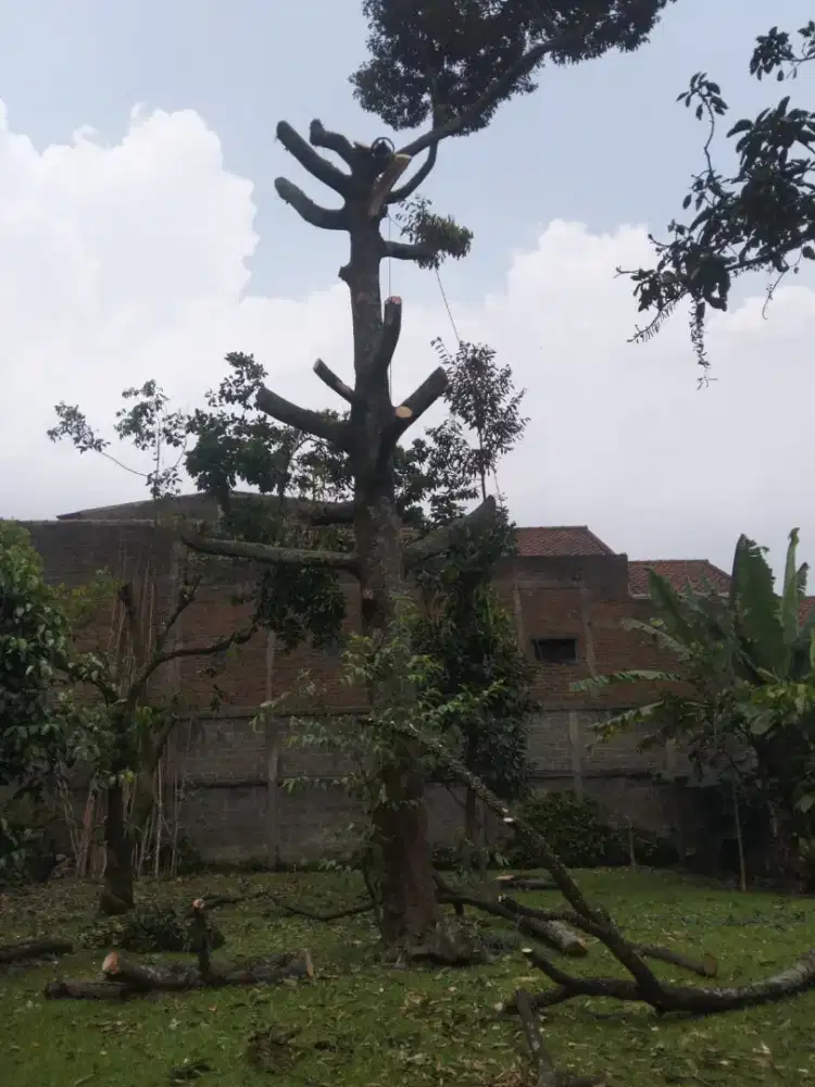 Jasa tebang pohon dan potong rumput