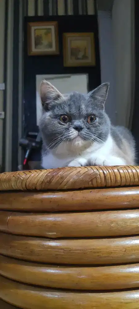 Kitten British Shorthair