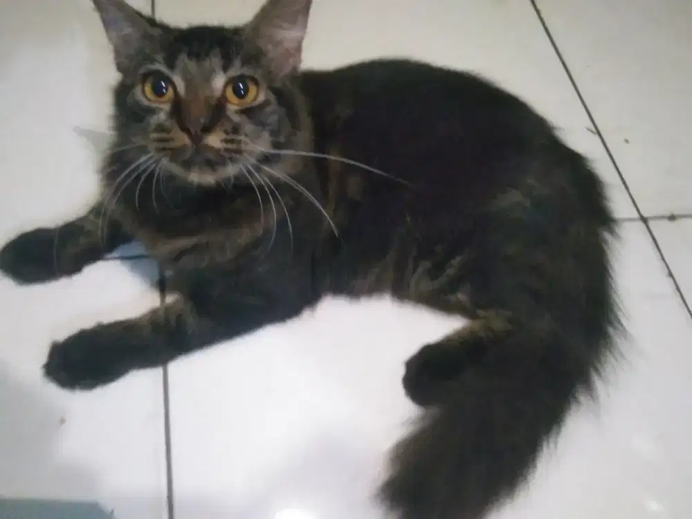 Kucing Persia betina medium