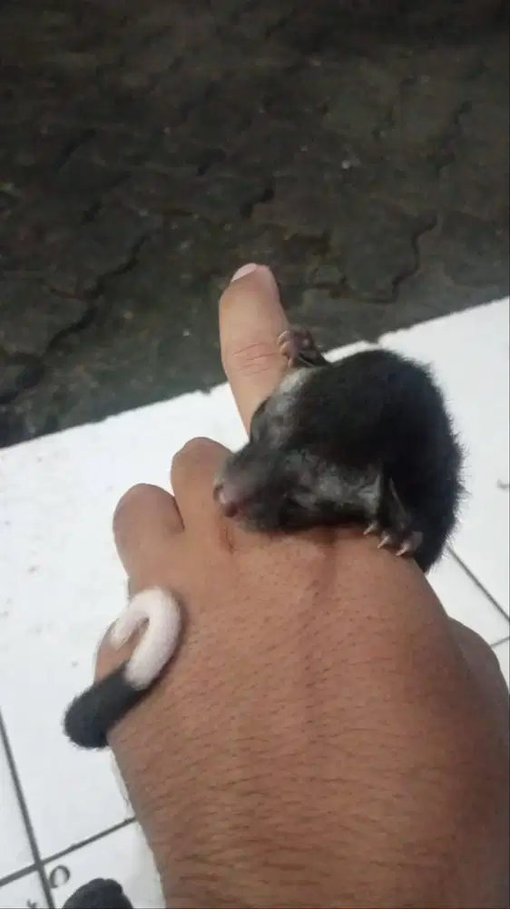 musang pandan ekput (panjang)