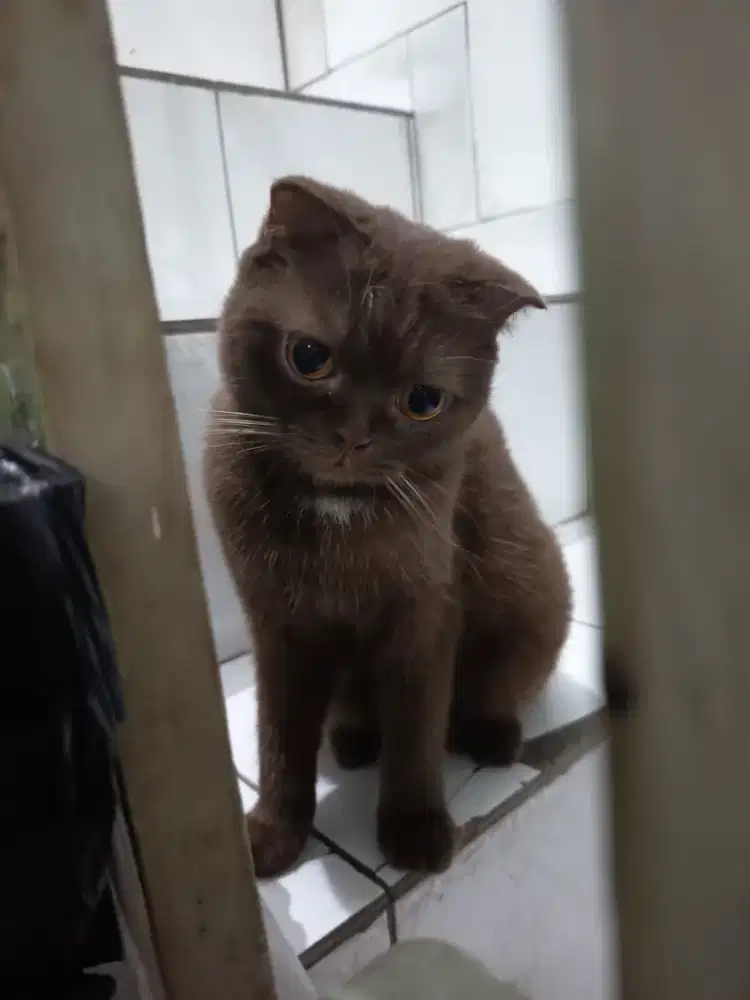 BSH BRITISH SHORTHAIR CHOCO CINAMON SCOTISH FOLD