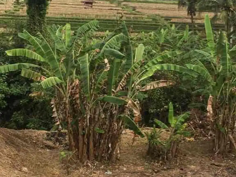 SMALL PLOT RICE FIELD , JUNGGLE AND RIVER VIEW AT SINGAPADU UBUD GIANYAR