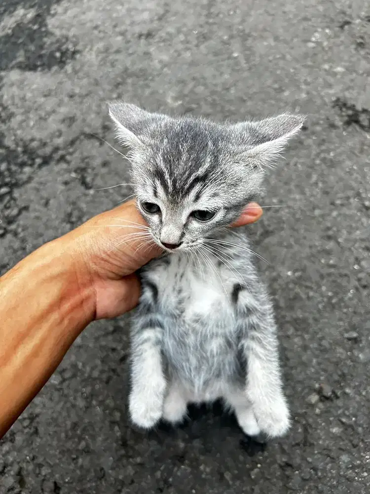 Anak kucing umur 2 bulan