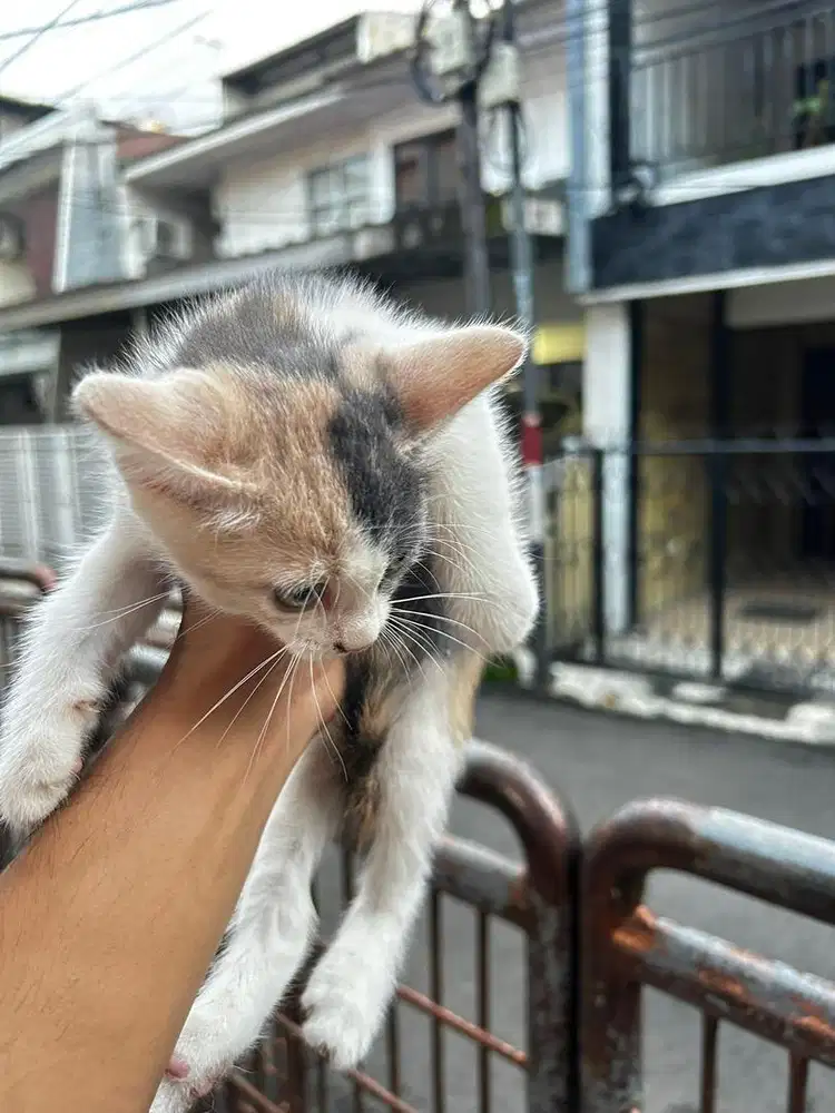 Anak kucing umur 2 bulan