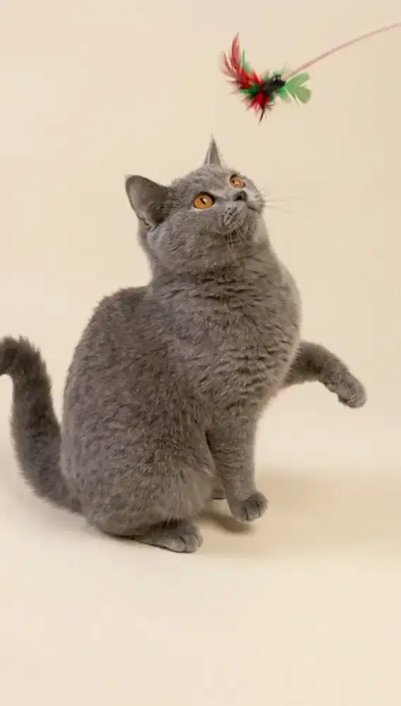 BSH Blue Female Birahi Line Ped