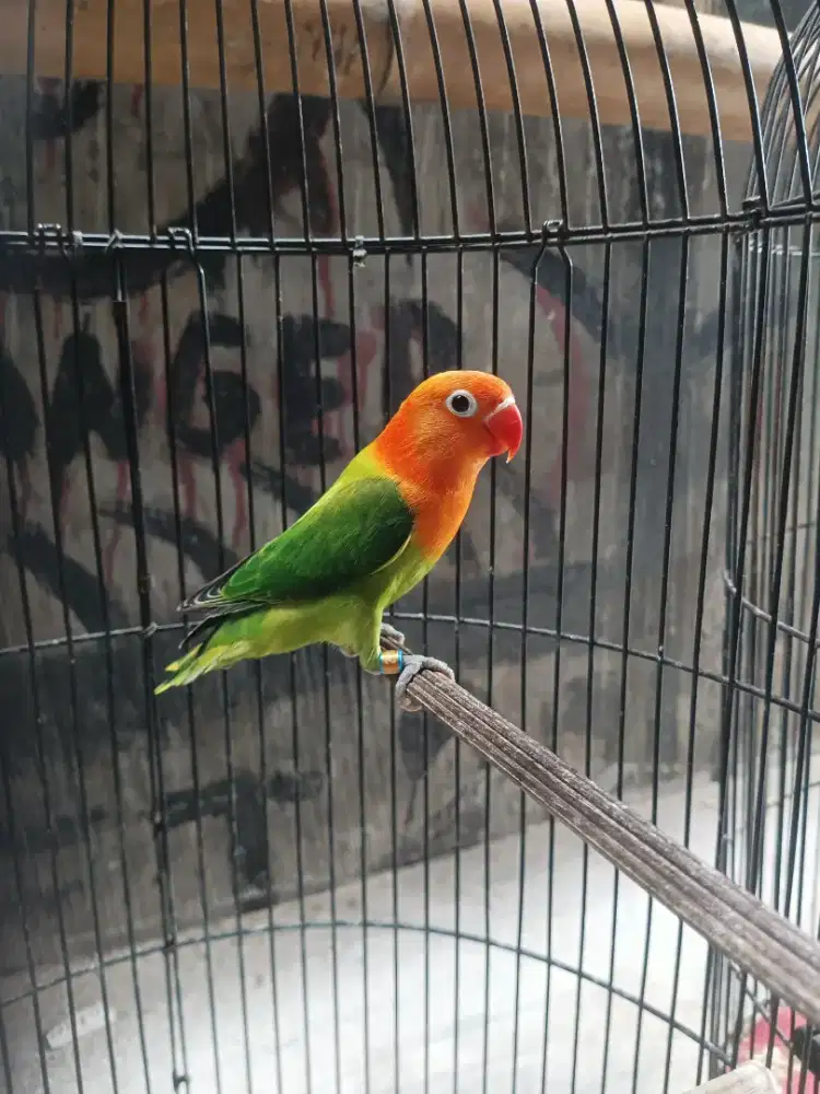 Bahan baby fight indukan trah durasi