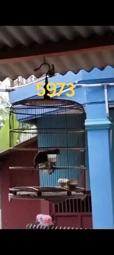 Burung Perkutut Bangkok Jantan