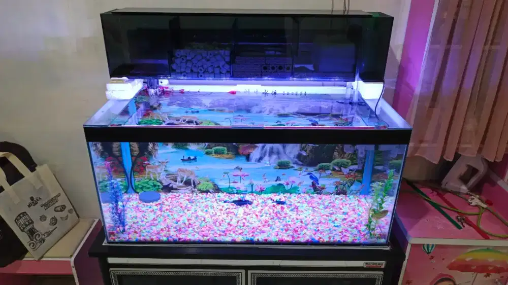 AQUARIUM IKAN HIAS