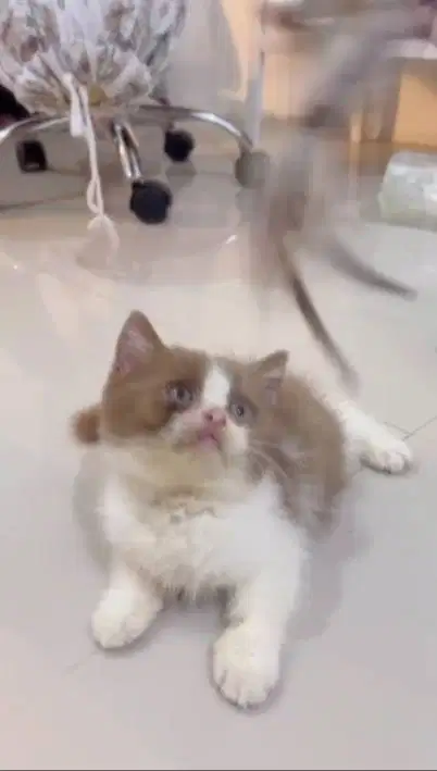 Kucing British Short hair bico cinnamon