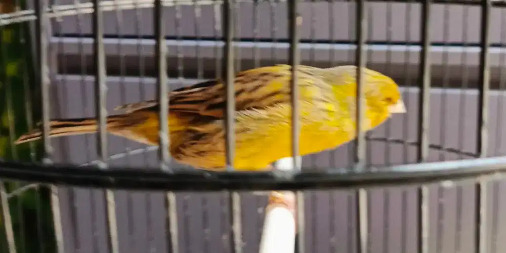 Wts Burung kenari Ys F1