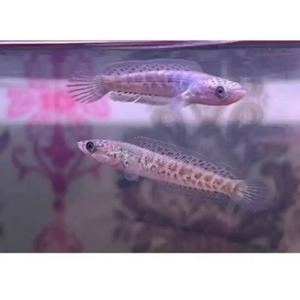 Channa Auranti Baby CB Ikan Hias Predator Gabus