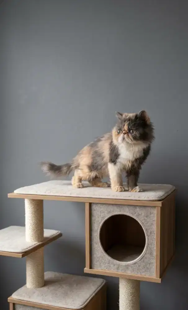 Kucing peaknose betina mata boba