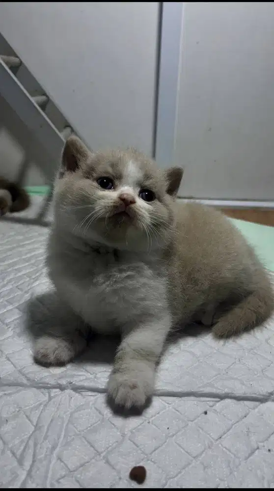 Kucing british short hair bico fawn, Bsh bico fawn