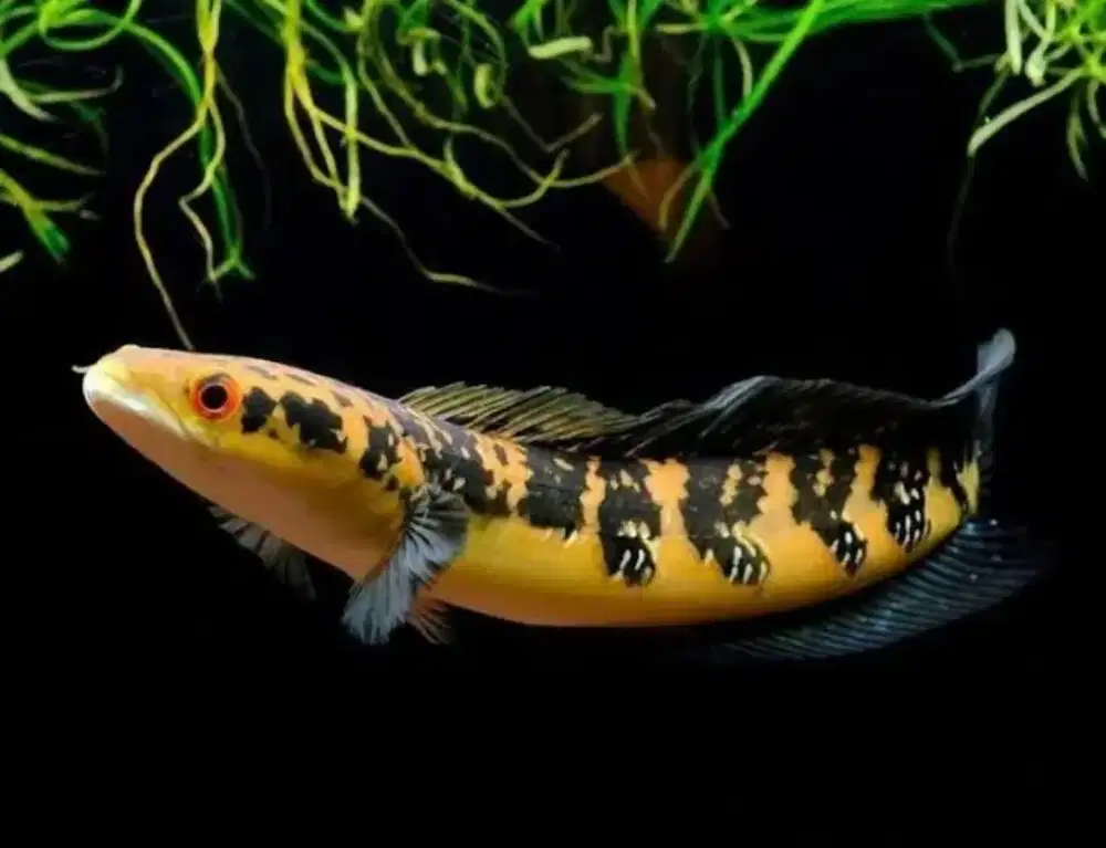 Channa Maru YS Baby Yellow Sentarum Ikan Hias Predator Gabus