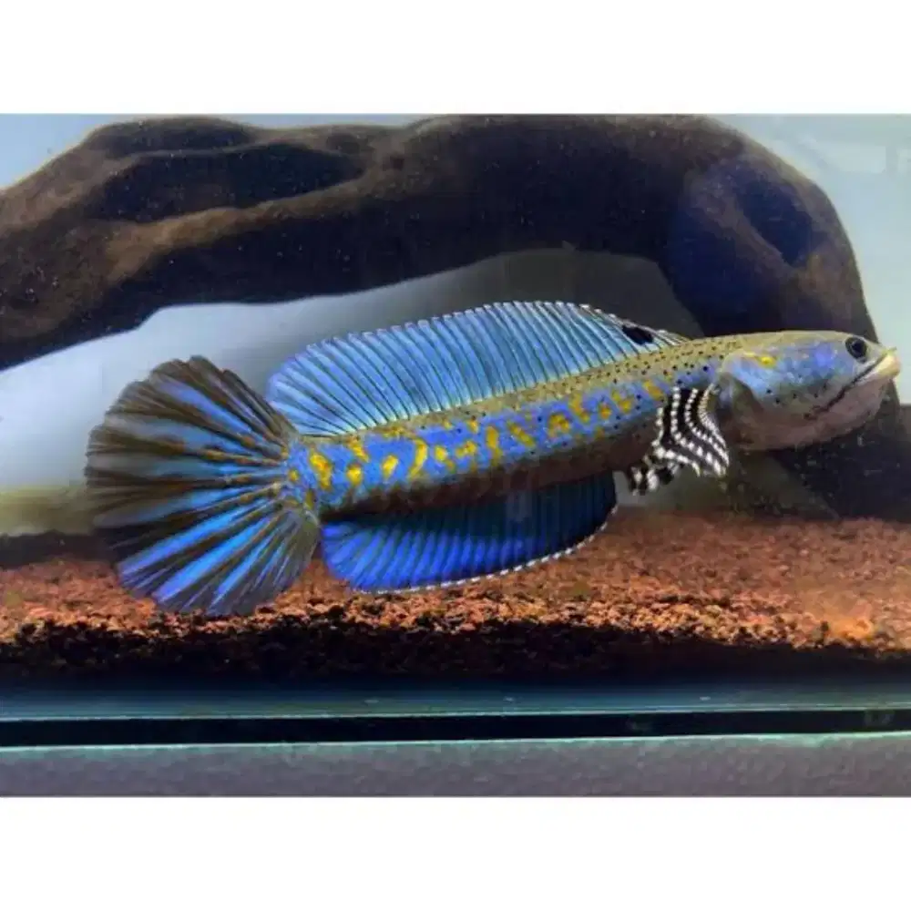 Channa Blue Pulchra Baby Ikan Hias Predator Gabus