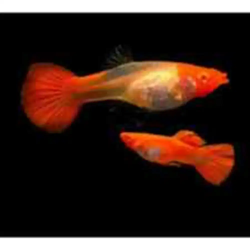 Guppy Albino Koi Genetik Red Ear Ikan Hias