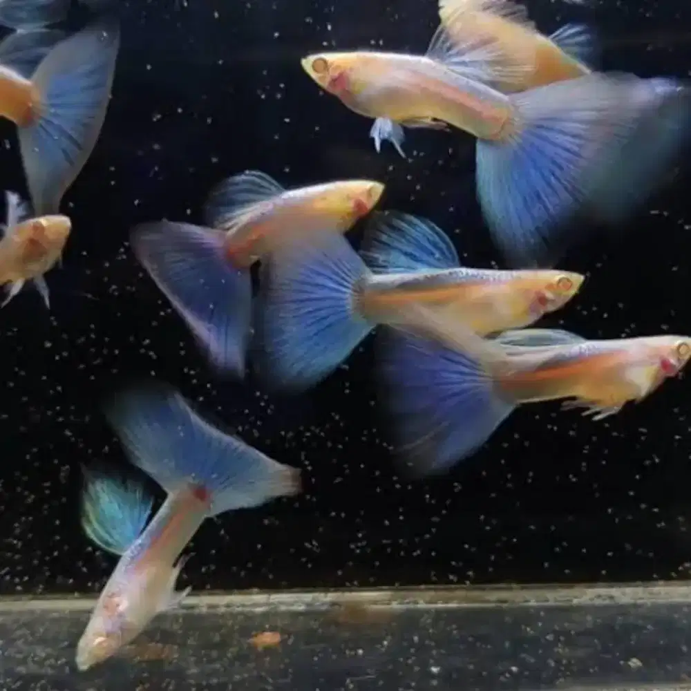 Guppy Albino Sky Blue Ikan Hias
