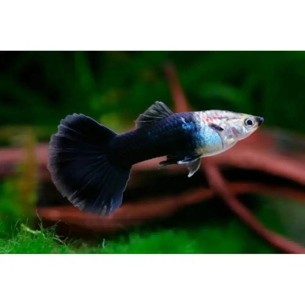 Guppy Blue Diamond Ikan Hias