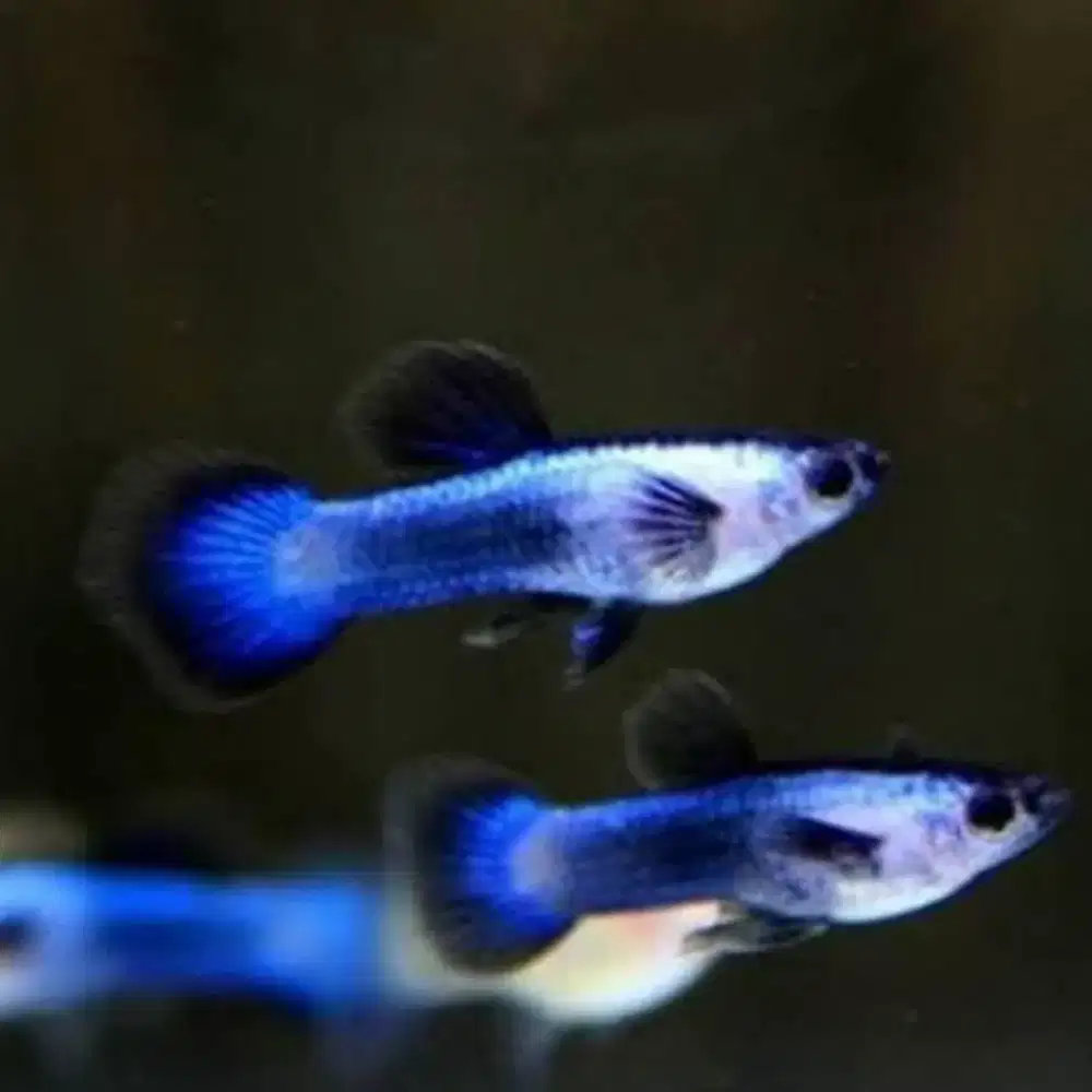 Guppy Mini Panda Ikan Hias