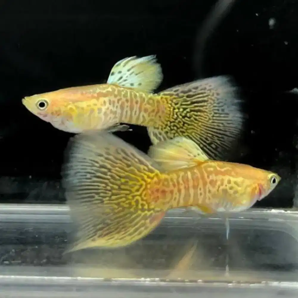 Guppy Albino Yellow Cobra