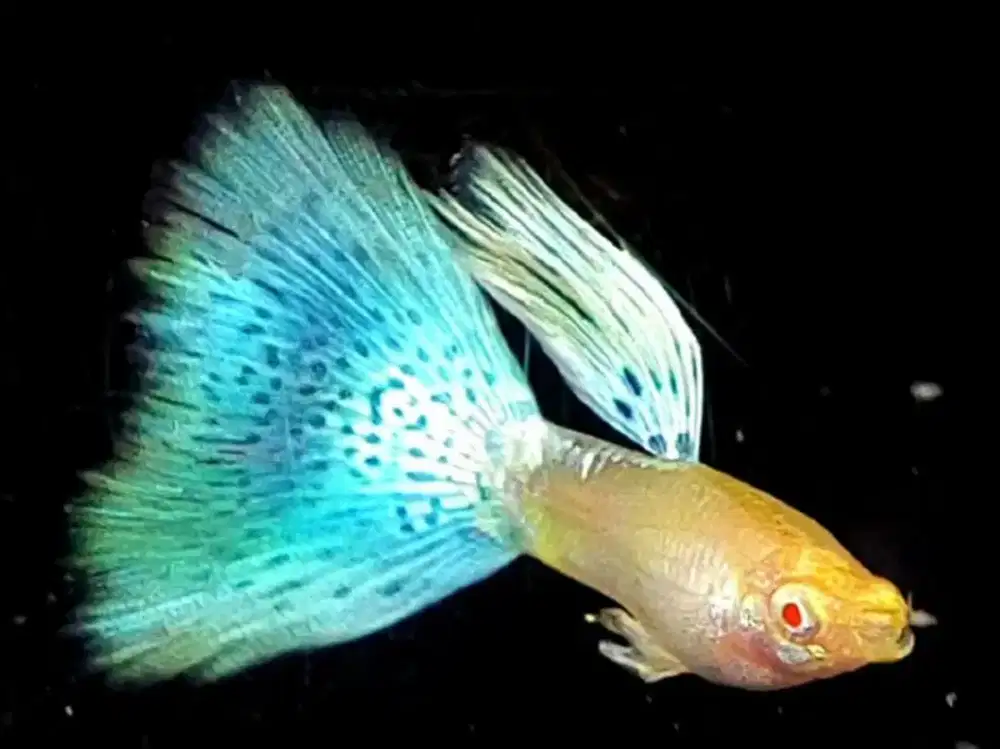 Guppy Albino Blue Grass Ikan Hias