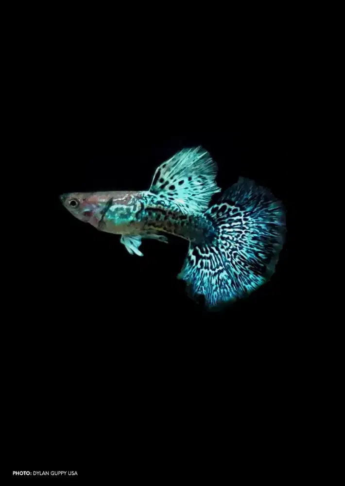 Guppy Green Dragon Ikan Hias